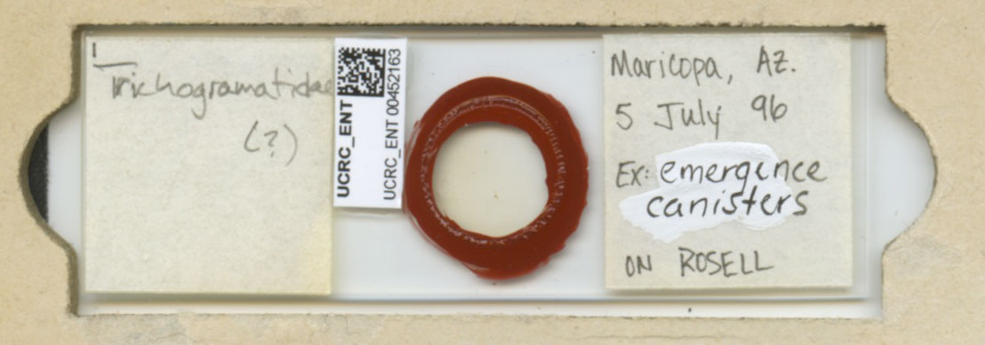 Trichogrammatoidea